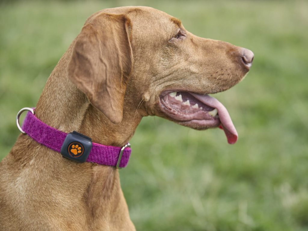 Vizsla wearing a PitPat with their tongue out