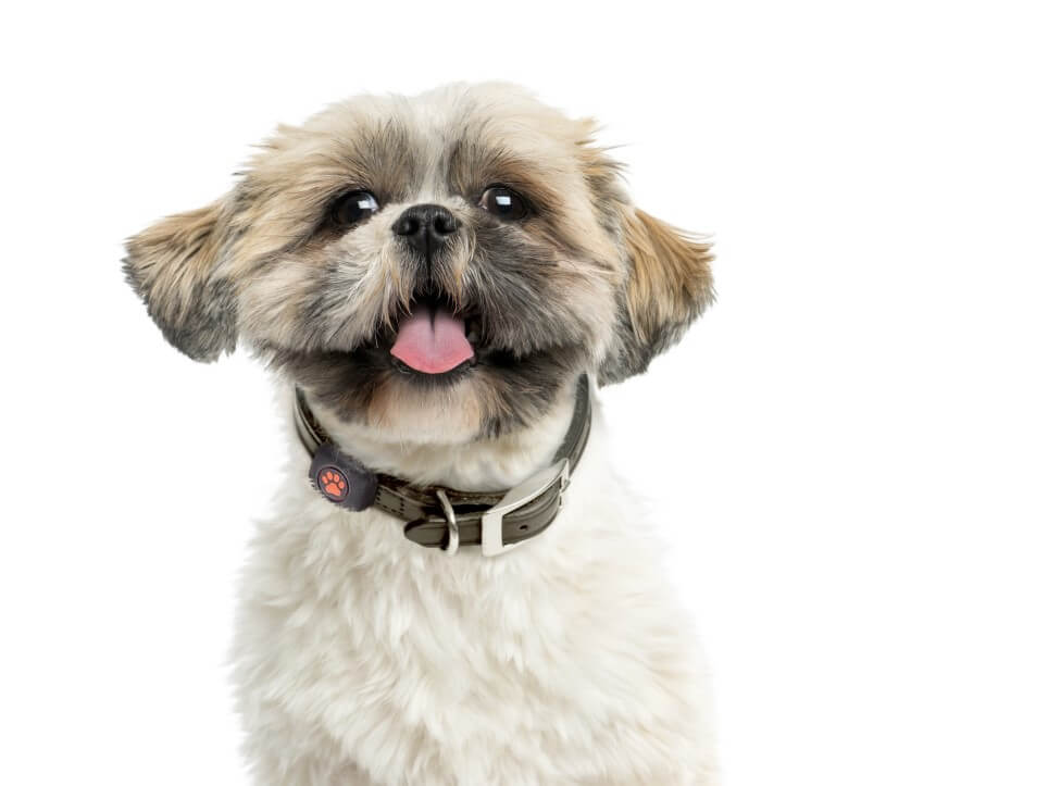 Shih Tzu on a white background