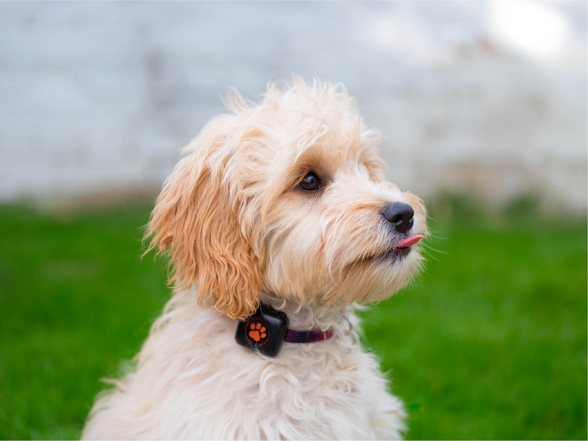 Cockapoo wearing a PitPat looking cheeky with their tongue out