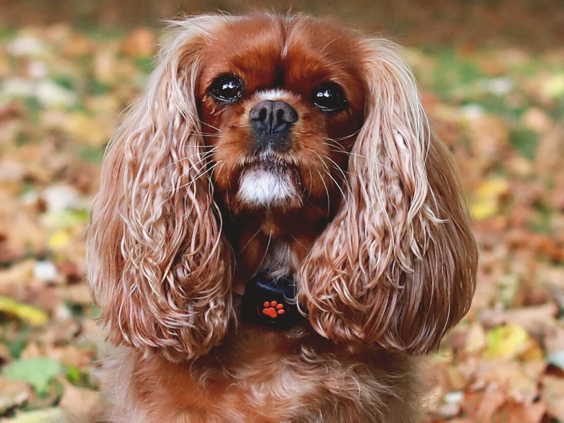 How much exercise does a Cavalier King Charles Spaniel