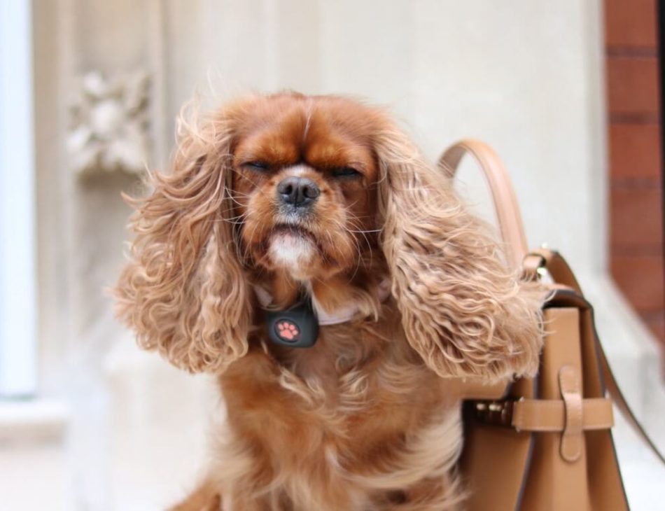 Cavalier King Charles Spaniel with wind blowing it's ears up
