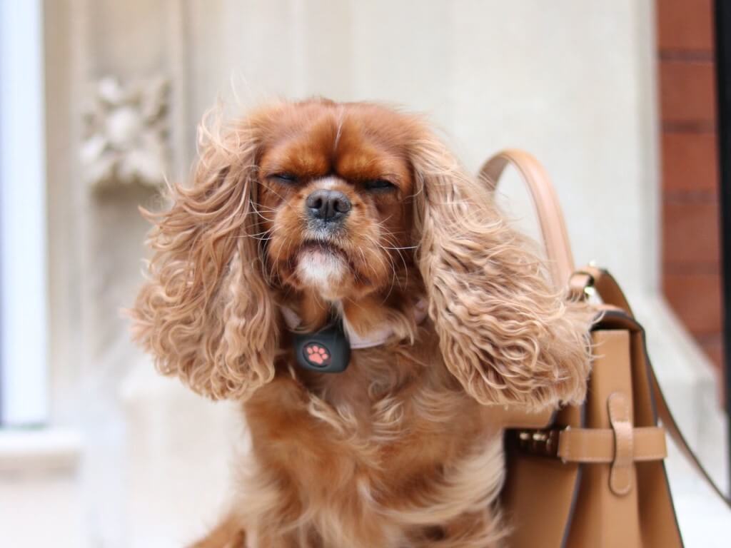 Cavalier King Charles Spaniel with wind blowing it's ears up