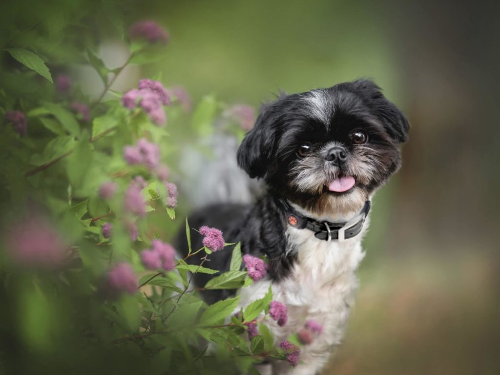 Shih Tzu in garden next to pink flowers