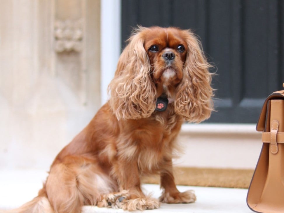 Cavalier King Charles Spaniel sat on a step