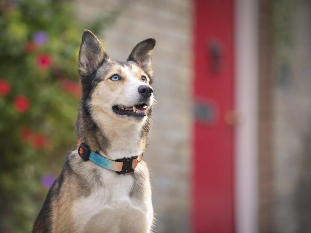 Collie next to red door on street