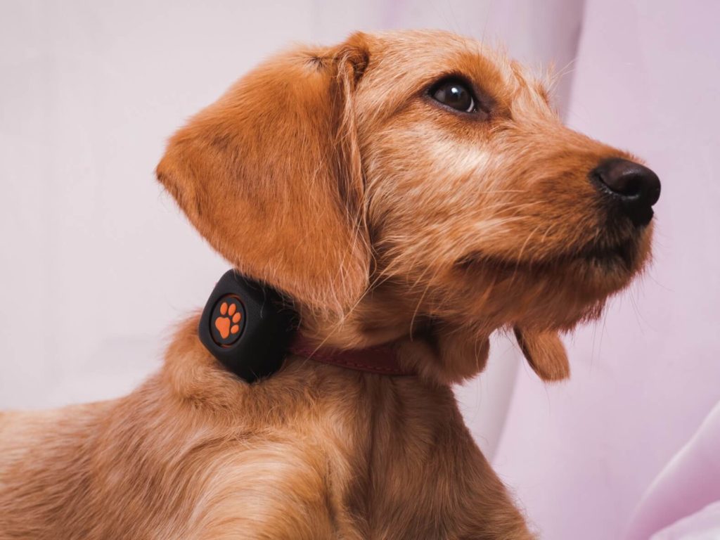 tan puppy sitting indoors with pitpat on collar