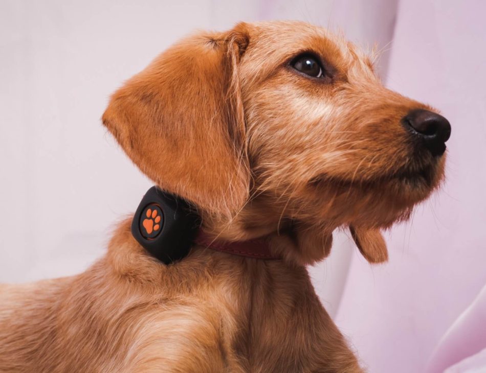 tan puppy sitting indoors with pitpat on collar