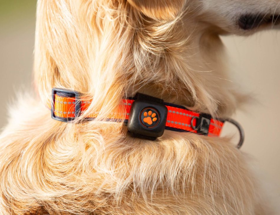 Close up of PitPAt on collar of golden retriever