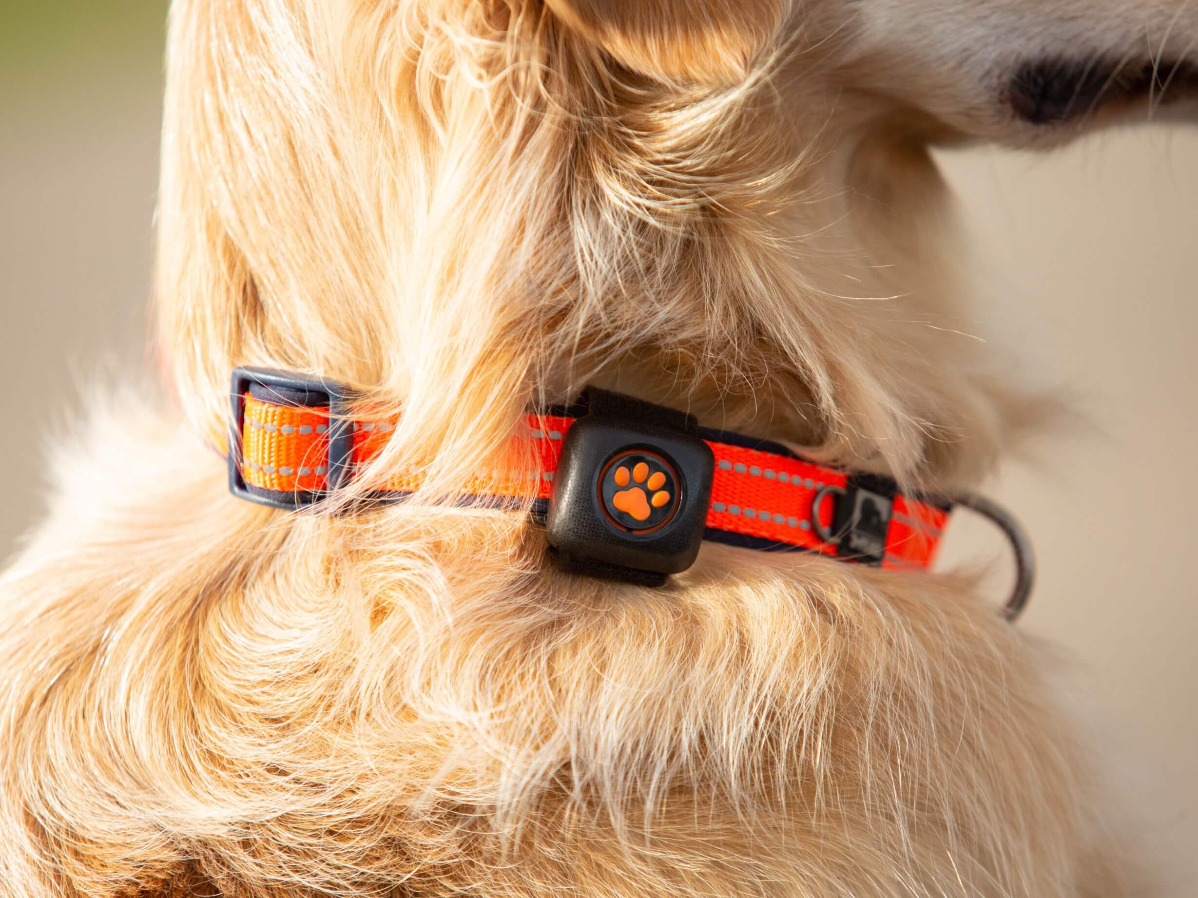 Pitpat activity monitor
