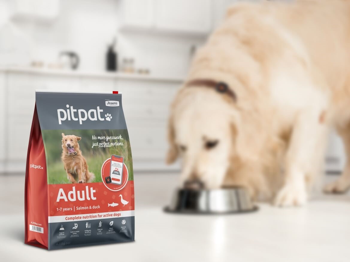 Golden retriever with PitPat Adult