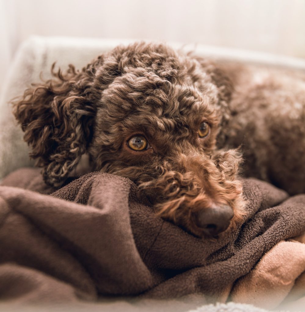 A Lagotoo Romagnolo lying on a blanket