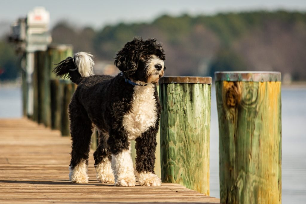 Portuguese Water Dog at a pier 