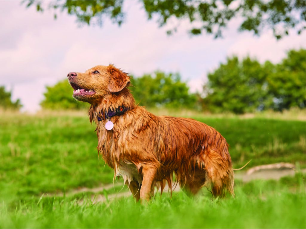A wet Toller wearing a PitPat