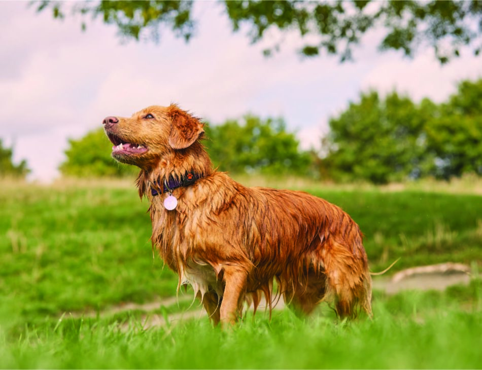 A wet Toller wearing a PitPat