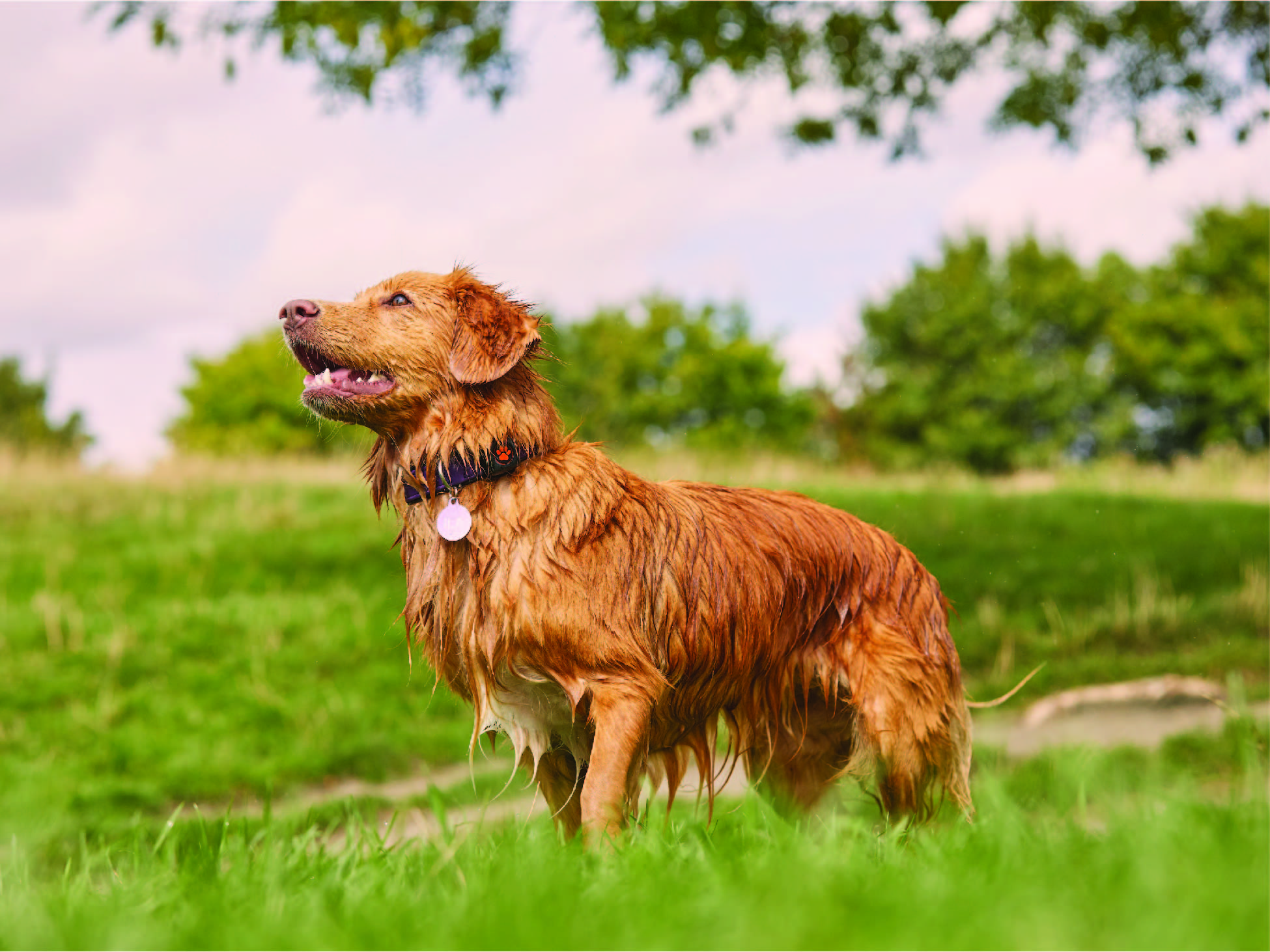 A wet Toller wearing a PitPat