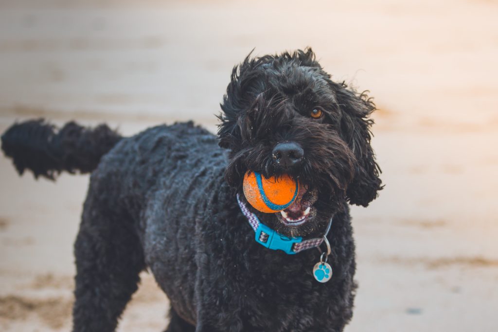 A Standard Poodle on the beach with a tennis ball in its mouth 