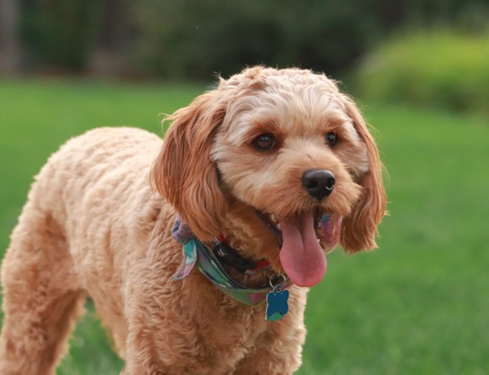 Golden coloured Cavapoo