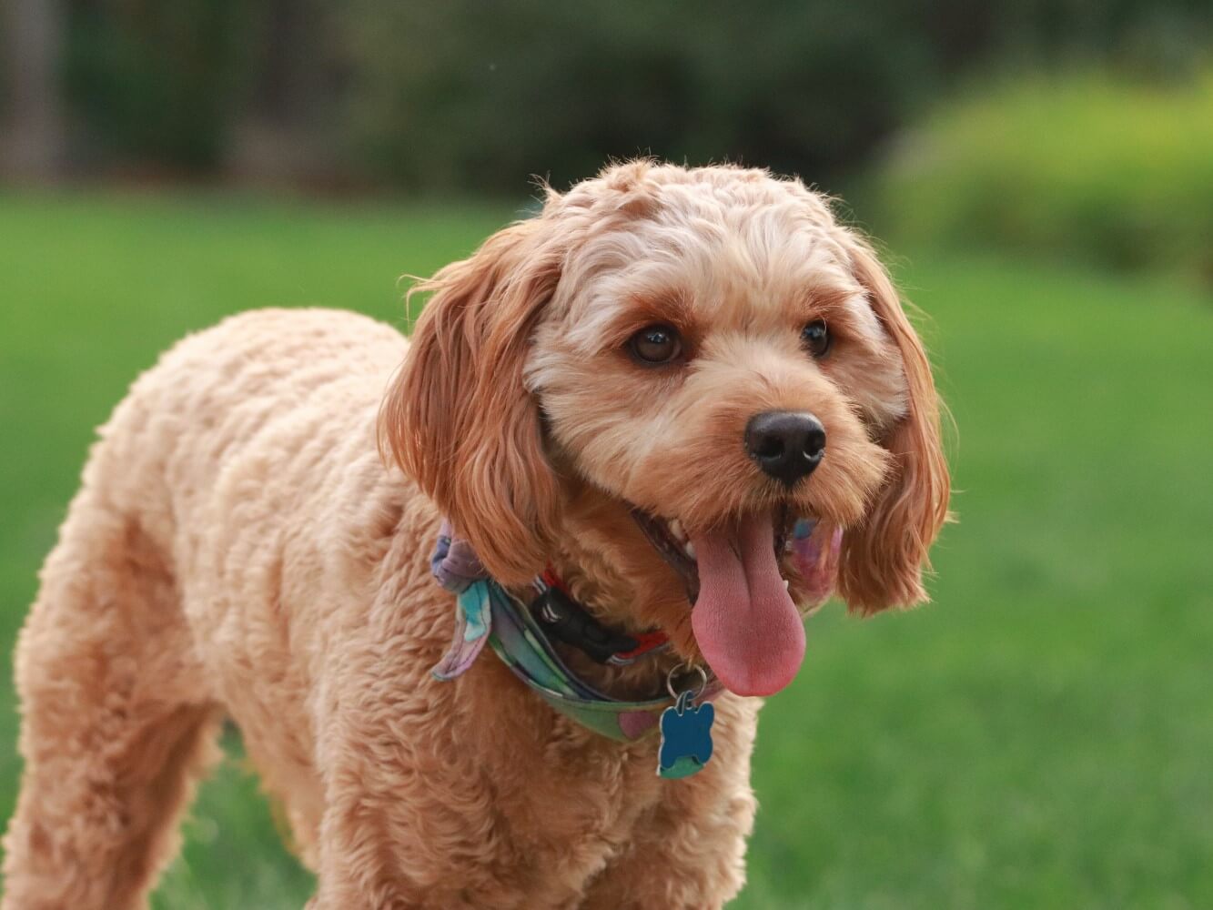 Golden coloured Cavapoo