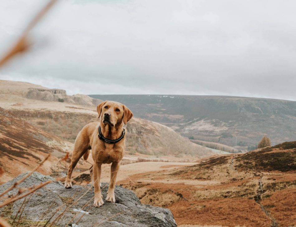 Labrador on rock with hills in the background