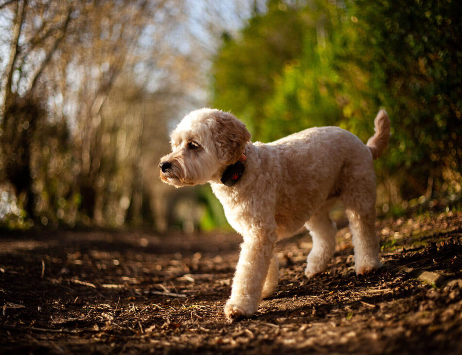 Cockapoo in the forest on a walk wearing a PitPat GPS Tracker