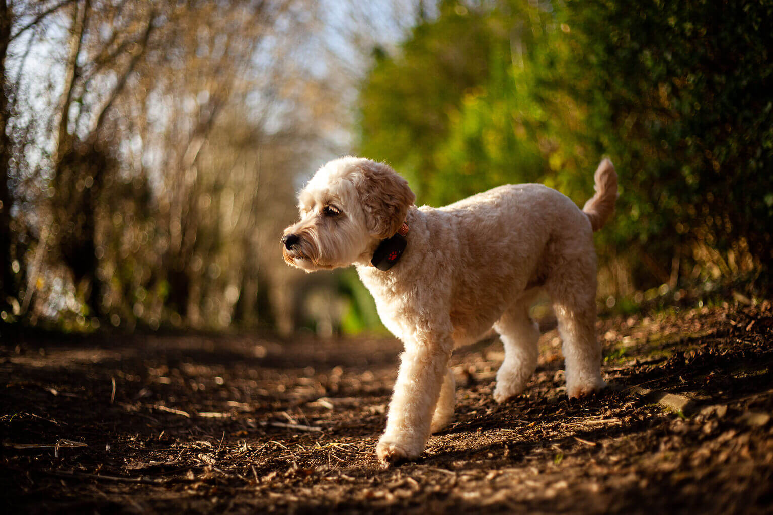 Cockapoo in the forest on a walk wearing a PitPat GPS Tracker