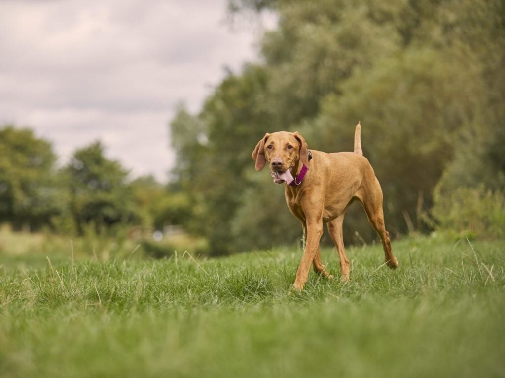 Vizsla in field with pink collar