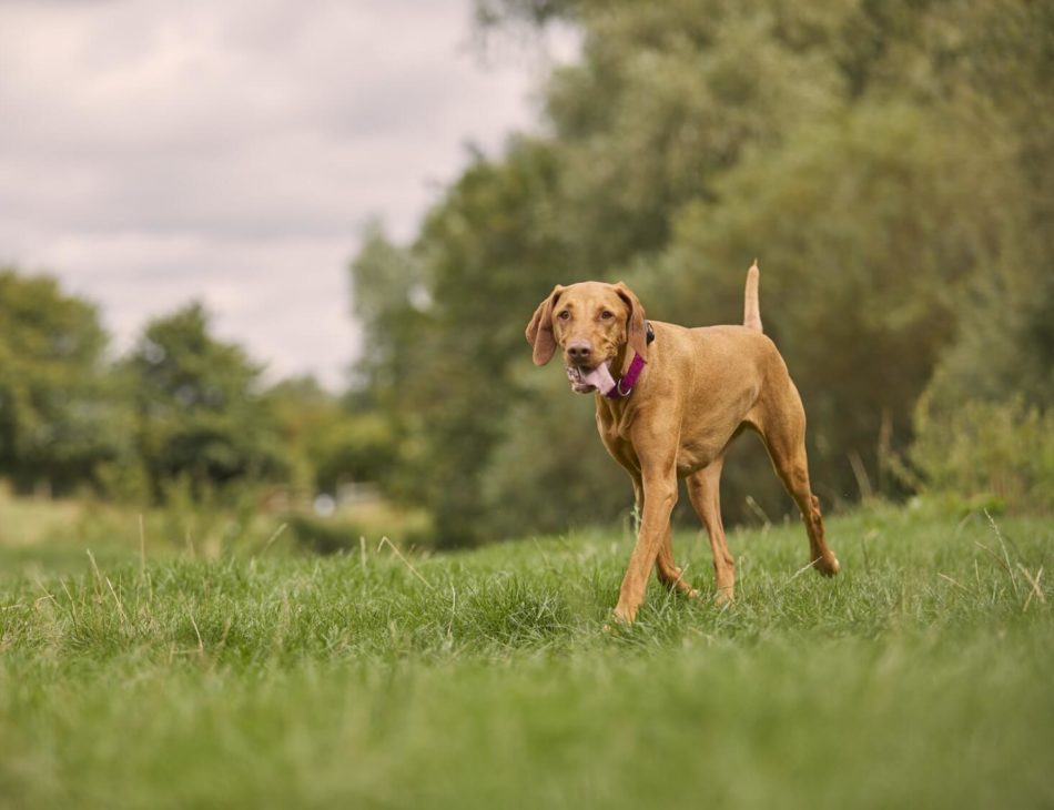 Vizsla in field wearing a PitPat Dog Activity Monitor