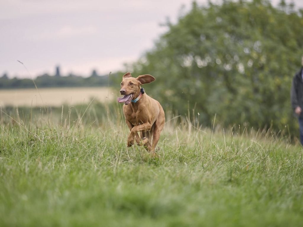 Vizsla running through field wearing a PitPat Dog Activity Monitor
