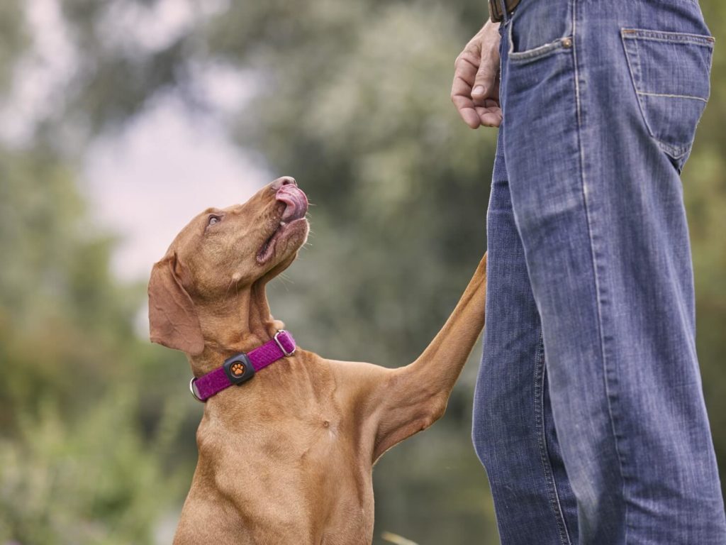 Vizsla sitting with paw up in pink collar