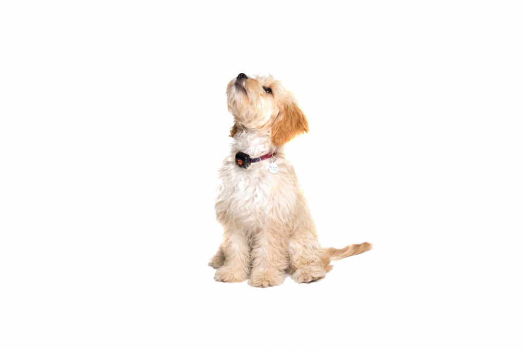 Cockapoo on a white background