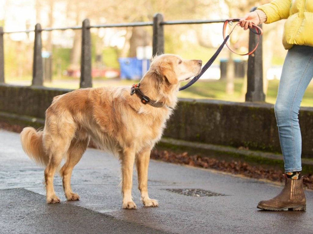 Woman holding a Golden Retrievers lead