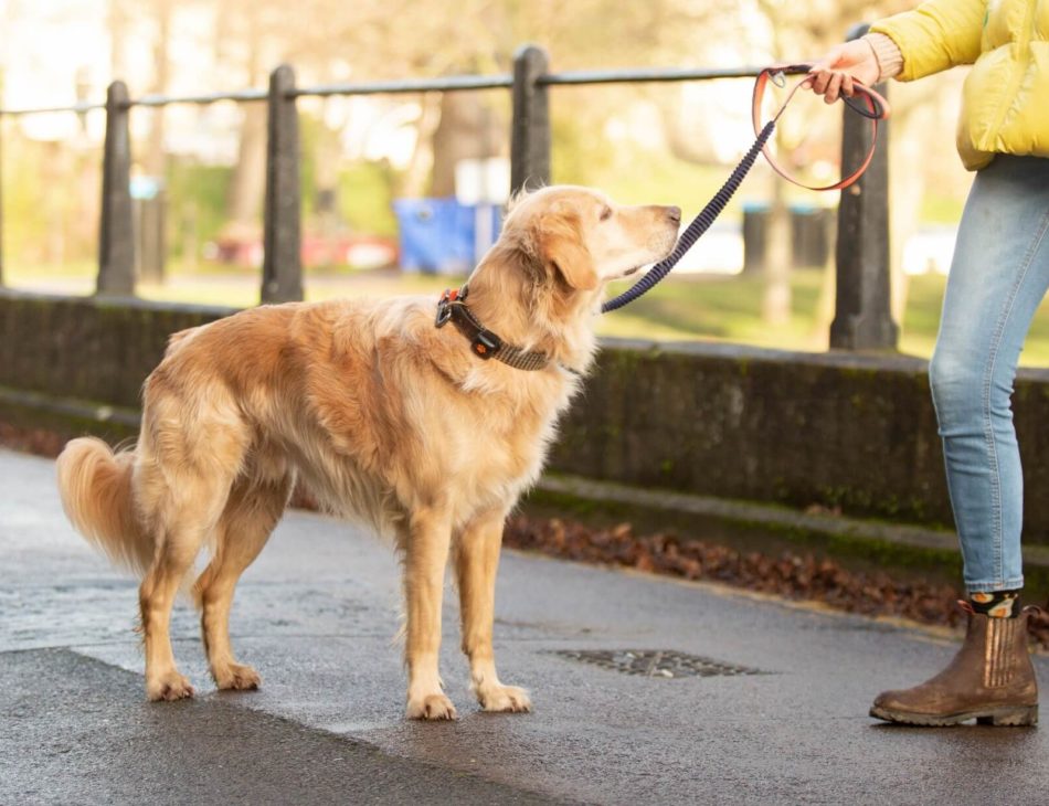 Woman holding a Golden Retrievers lead