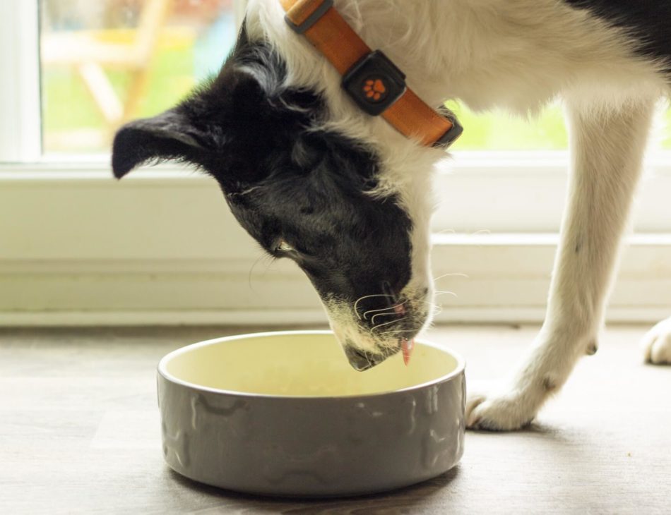 border collie eating PitPat Food from a bowl wearing a PitPat Dog Activity Monitor