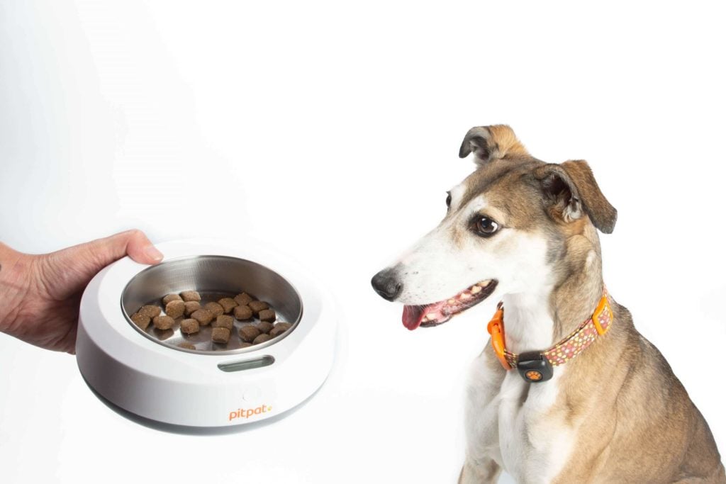 Dog wearing a PitPat being served food in weighing bowl