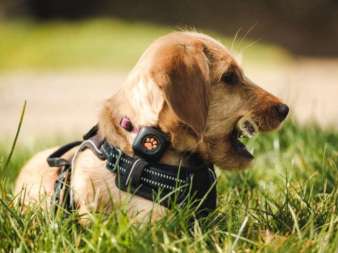 puppy in grass with bone in mouth wearing a PitPat Dog Activity Monitor