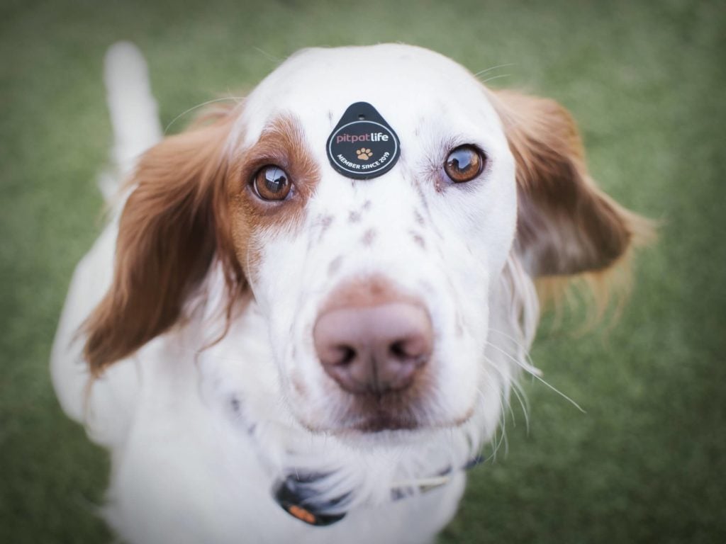 Sprocker with PP life badge on head