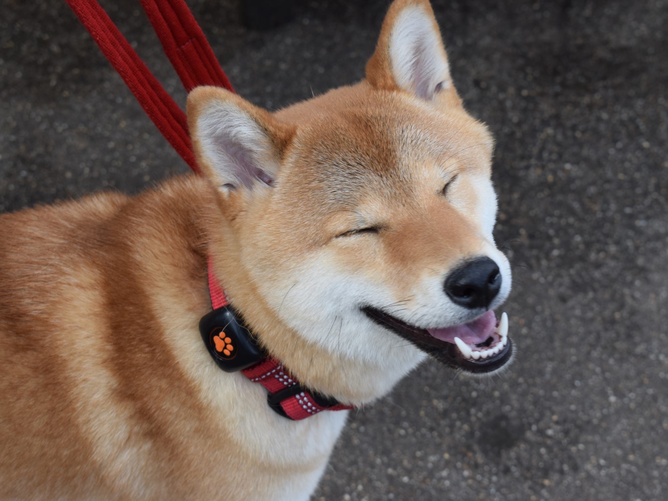 Shiba Inu smiling at camera