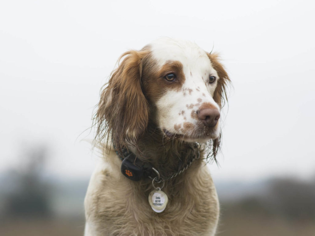 Spaniel with Activity Monitor and PP Life badge