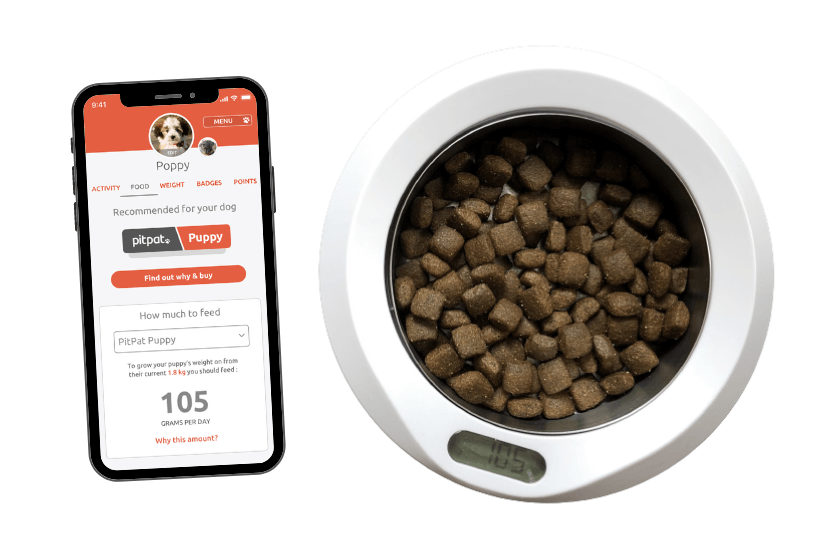 PitPat app and bowl