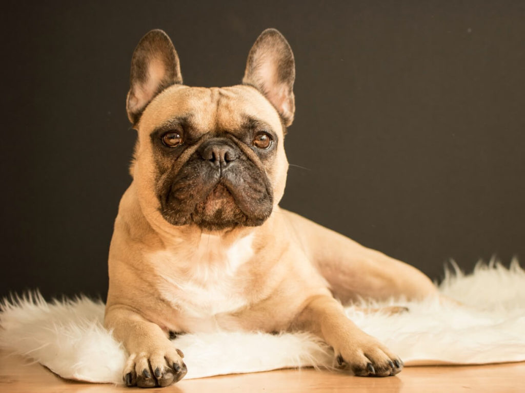 French Bulldog on white fury mat