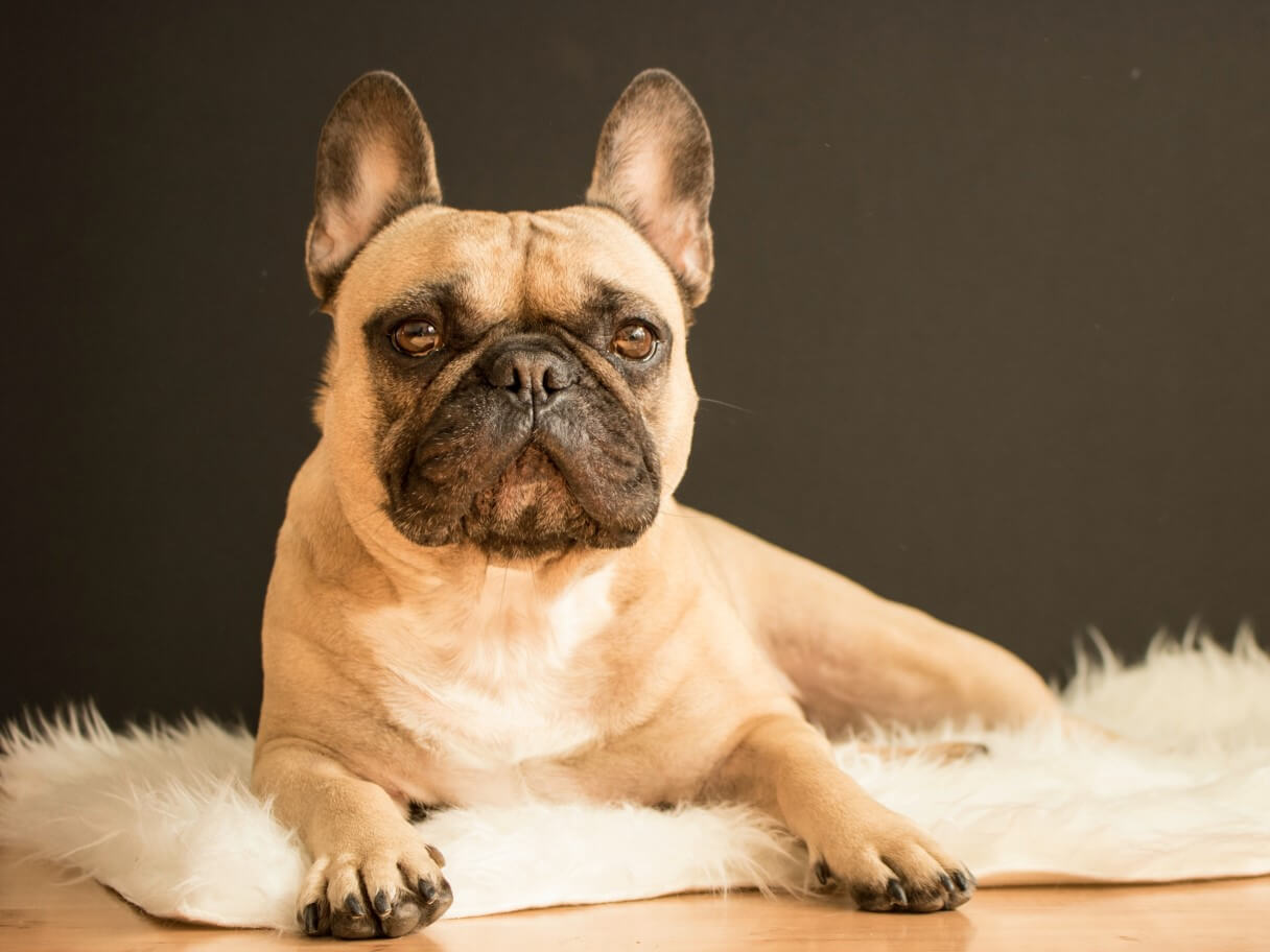 How much exercise does a French Bulldog need? PitPat