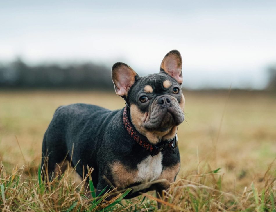 Black & Tan French Bulldog in field