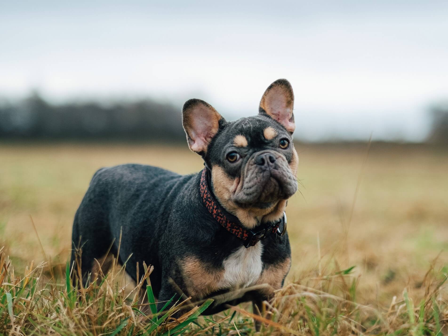 Black & Tan French Bulldog in field