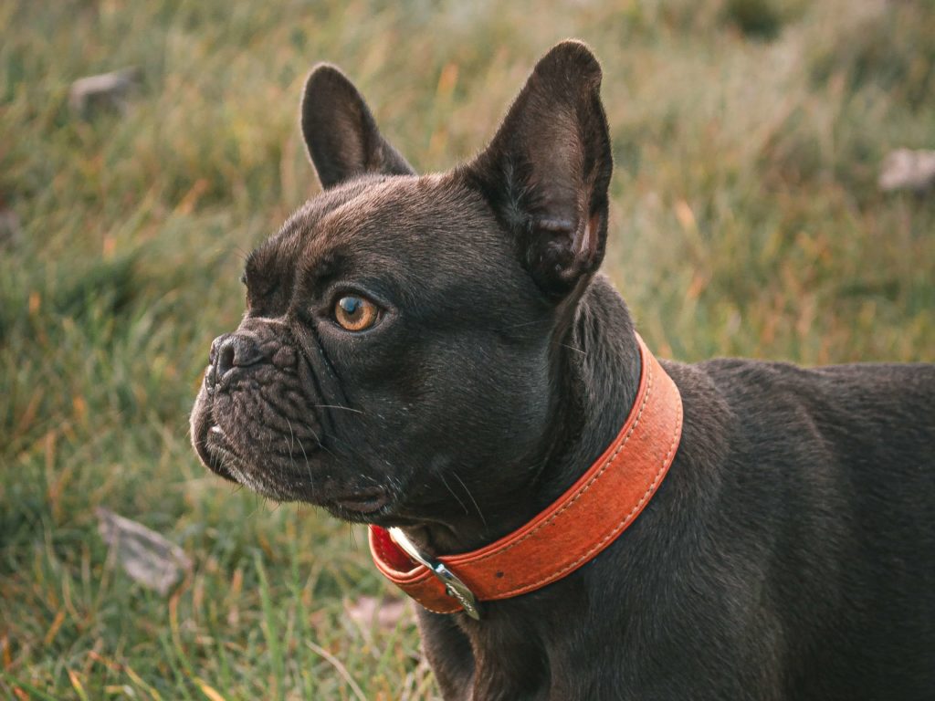 french bulldog wearing orange collar
