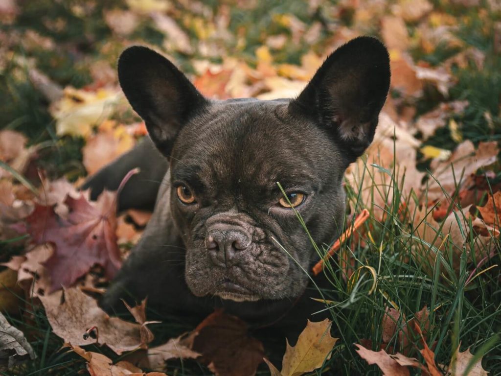 French Bulldog laying in autumn leaves