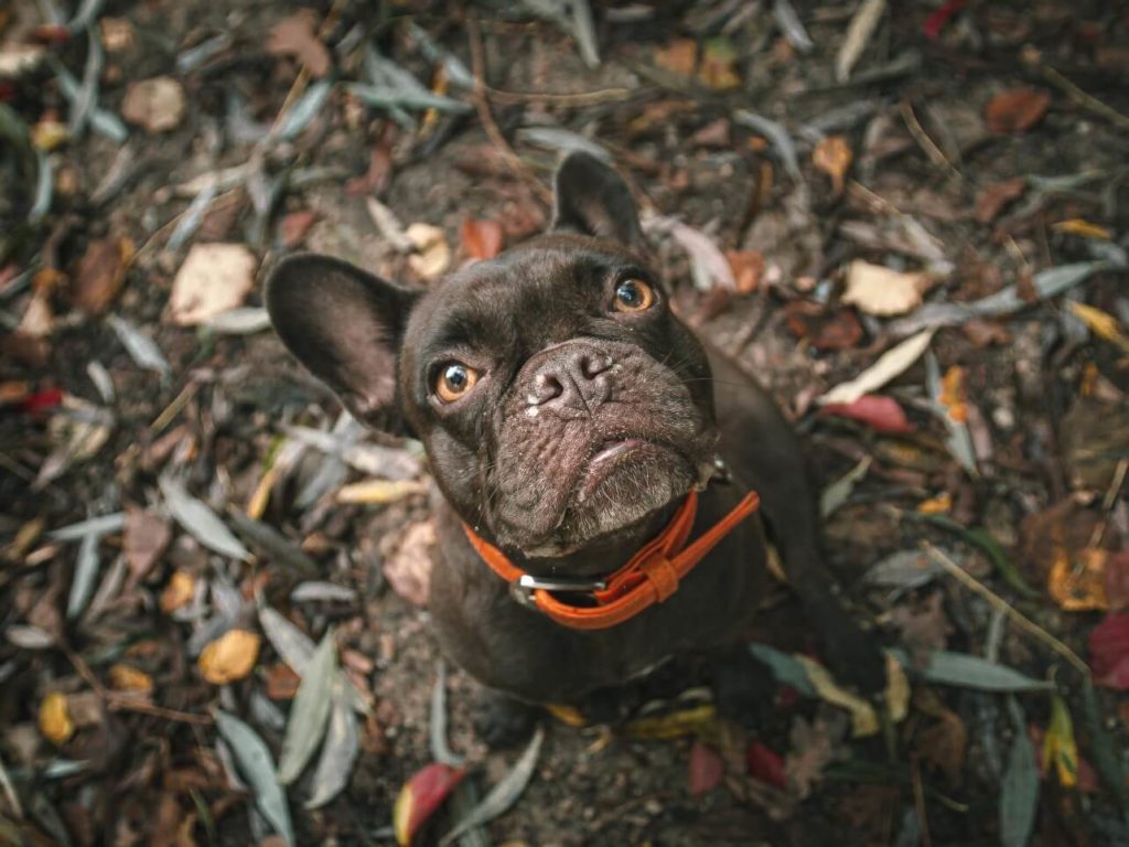 Brown French Bulldog sat in autumn leaves 