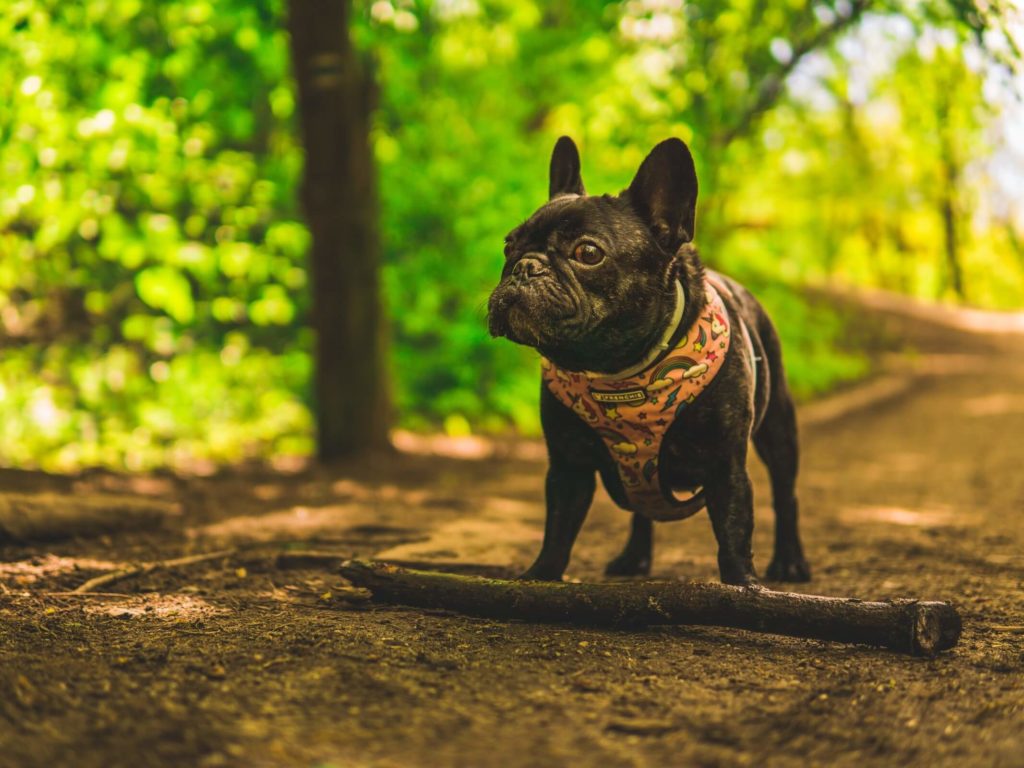 French Bulldog in orange harness