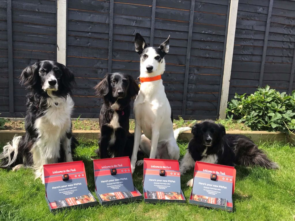Four dogs sitting in garden with their PitPats