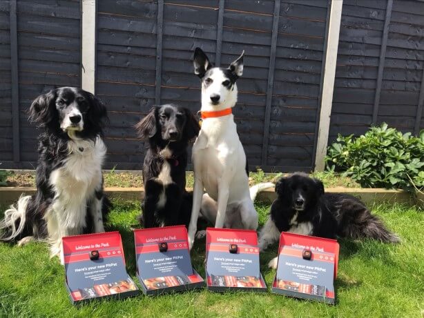 four dogs sitting in garden with PitPats