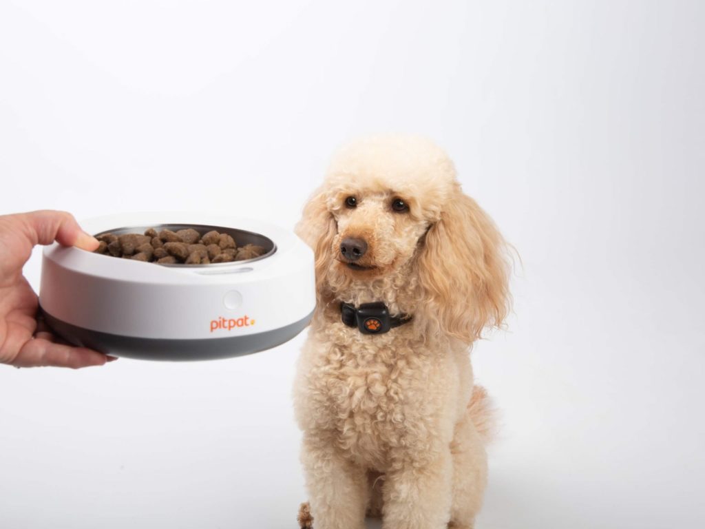 Poodle looking at a bowl of food